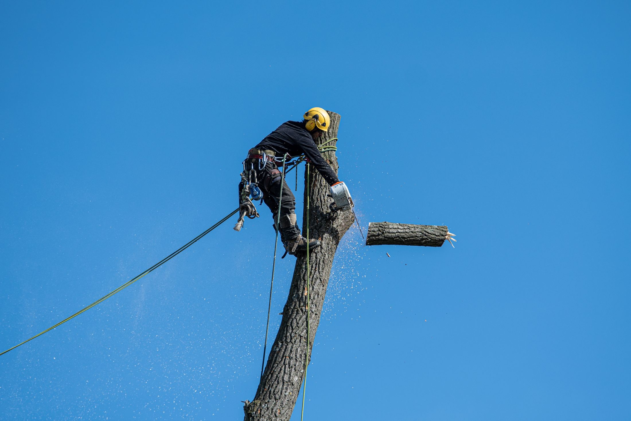 Arborist cutting a tree while wearing safety equipment
