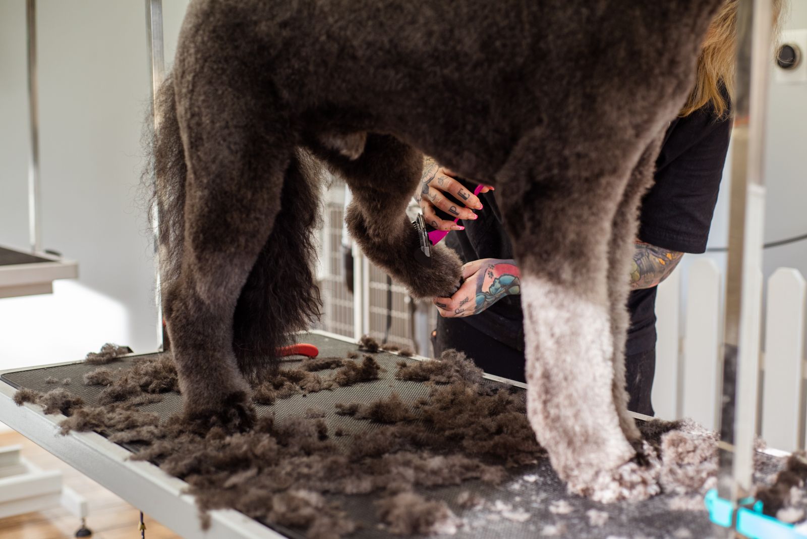 Dog receiving professional grooming care